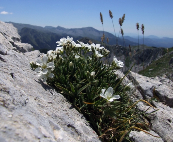 Mcneillia (=Minuartia) graminifolia subsp. rosanoi / Minuartia di Rosano